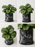 Calathea Orbifolia plant with large, round green leaves featuring distinctive light green and silver markings, potted for indoor decor.