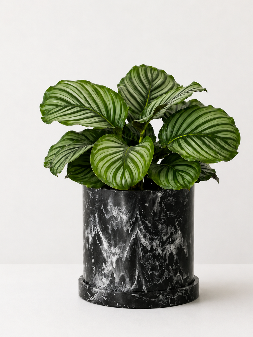 Calathea Orbifolia plant with large round green leaves featuring silver markings, potted in a decorative container.