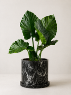 Elegant indoor plant in a stylish pot by MXPLANTAE, showcasing lush green foliage for indoor decoration.