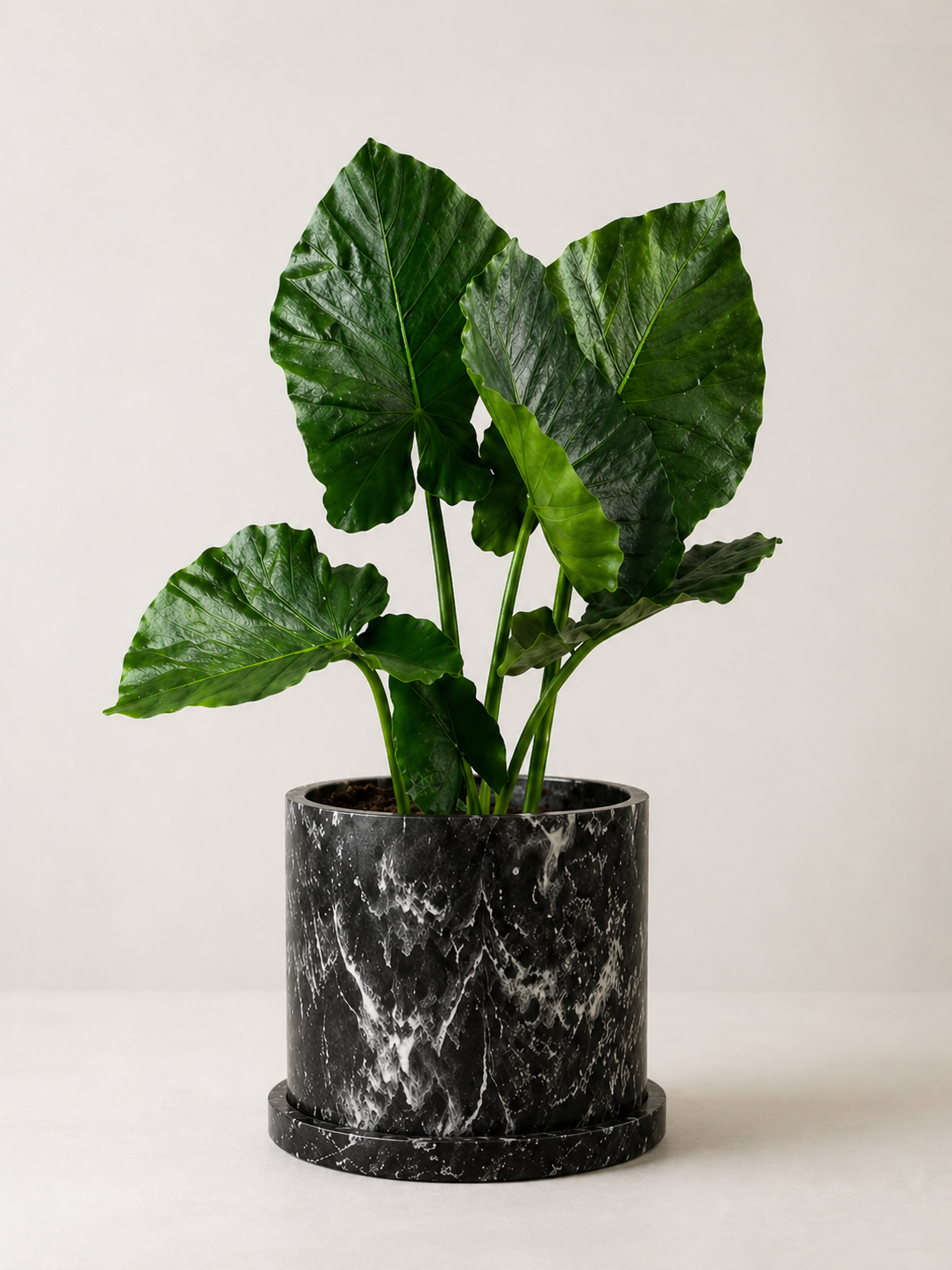 Hoja Elegante
