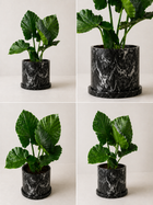 Elegant indoor plant in a pot by MXPLANTAE, showcasing lush green leaves in a stylish container.