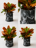 Variegated Croto plant (Codiaeum variegatum) with colorful green, yellow, and orange leaves, potted in a decorative container.