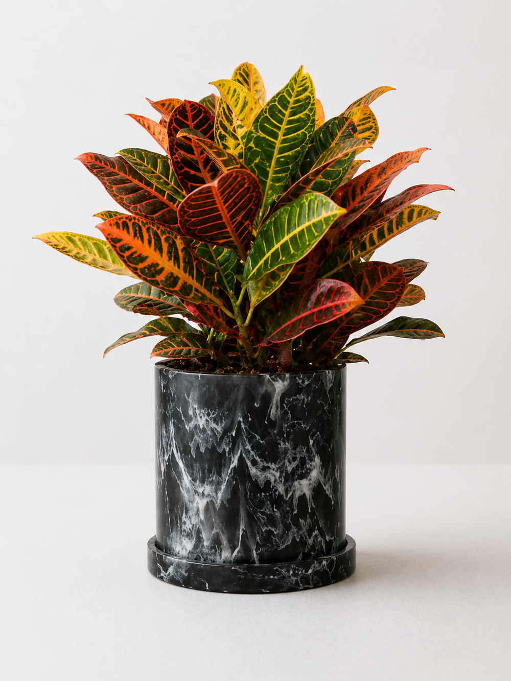 Variegated Croto plant (Codaieum variegatum) with vibrant green and cream leaves, potted in a decorative container.