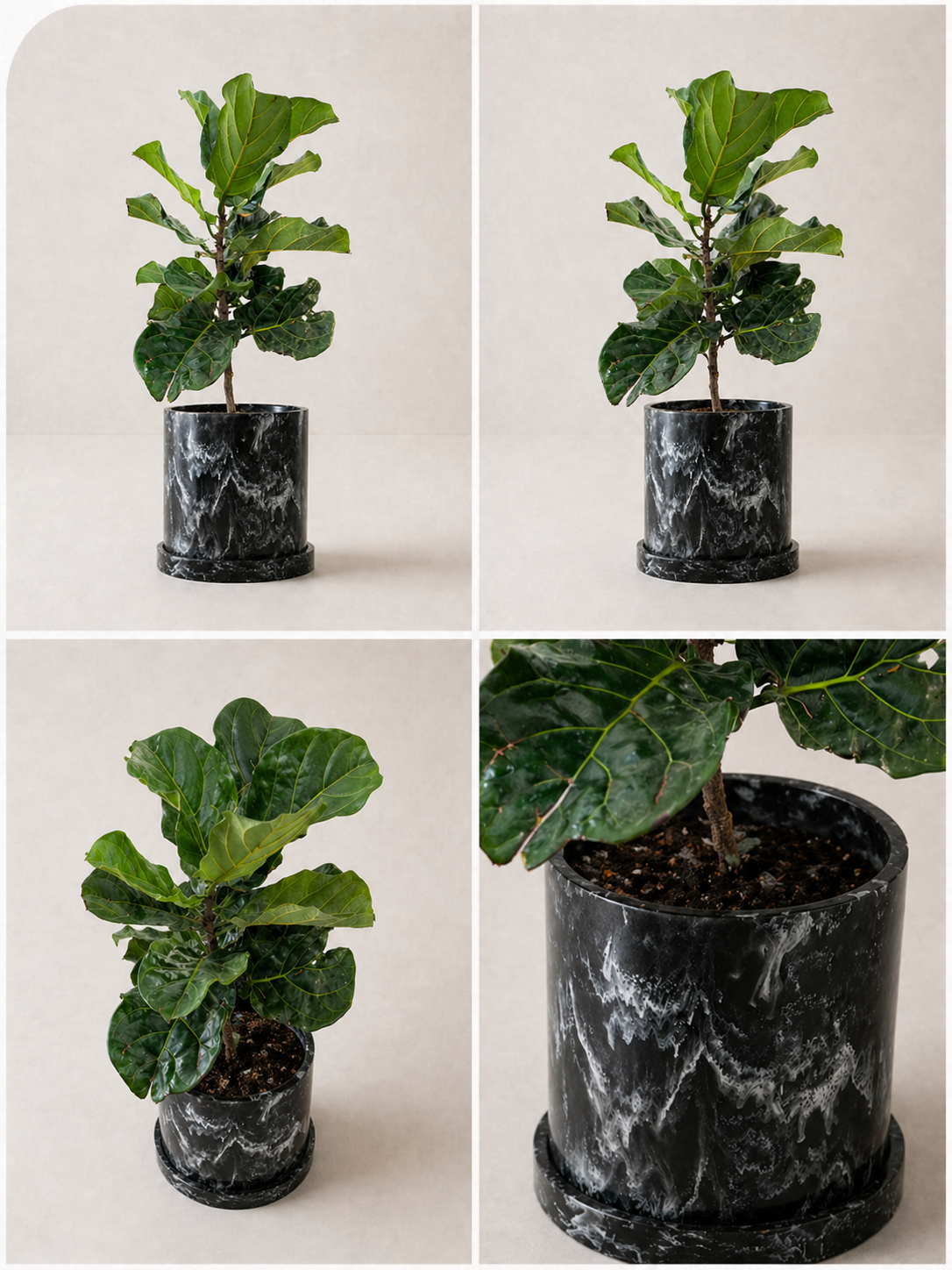 Healthy Ficus lyrata plant from MXPLANTAE with large, lush green leaves in a stylish pot.