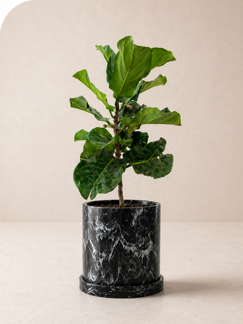 Ficus Lyrata plant by MXPLANTAE with large, glossy green leaves, potted in a modern container.
