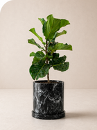 Ficus Lyrata plant by MXPLANTAE with large, glossy green leaves, potted in a modern container.