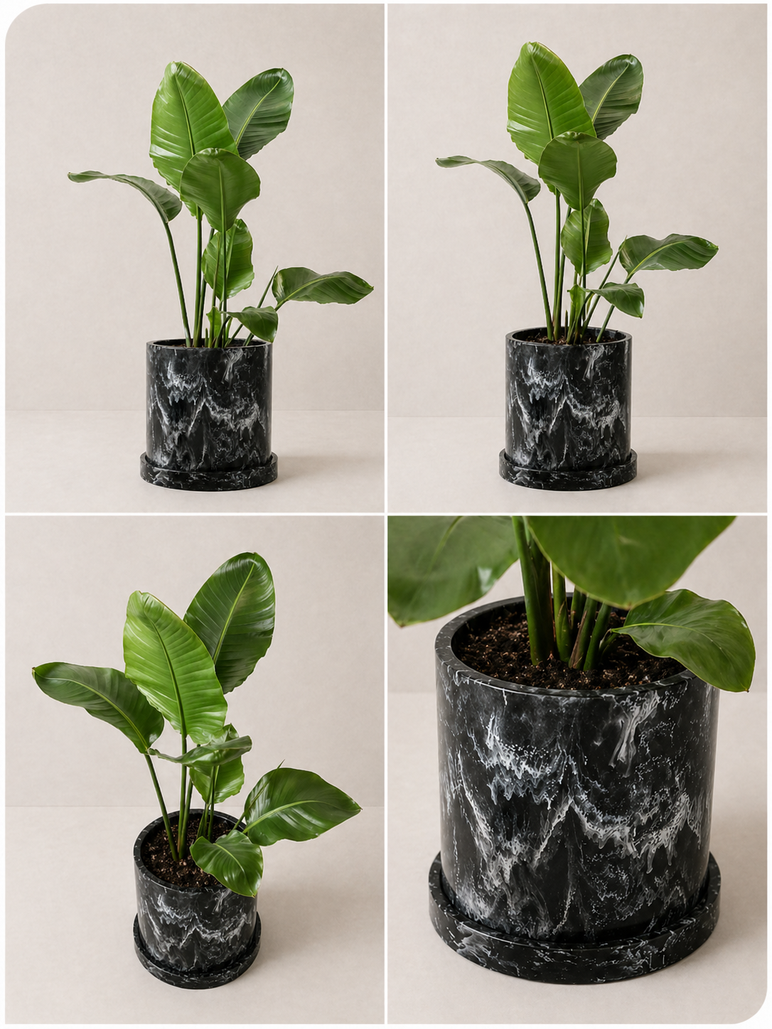 Ave del paraíso (Strelitzia reginae)