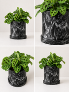 Green sapito Maranta leuconeura plant with variegated leaves, potted in a decorative container, by MXPLANTAE.