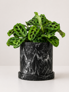 Maranta leuconeura sapito plant with green and red patterned leaves, potted in a small decorative container.