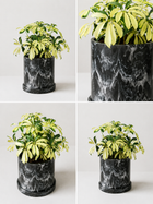 Healthy Aralia plant from MXPLANTAE with lush green leaves, potted in a modern container.
