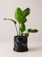 Bright orange and blue Ave del paraíso (Strelitzia reginae) plant with lush green leaves, displayed in a decorative pot.