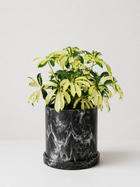 Green Aralia plant from MXPLANTAE with lush, vibrant foliage in a decorative pot, ideal for indoor or outdoor spaces.