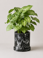 Green Garrobo plant (Singonio) from MXPLANTAE with lush, vibrant leaves in a natural setting.
