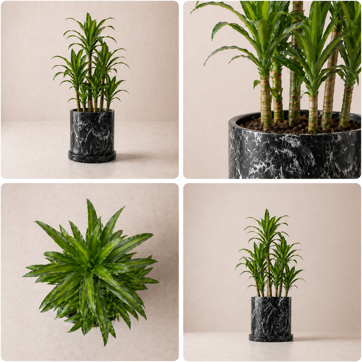 Planta Palo de Brasil