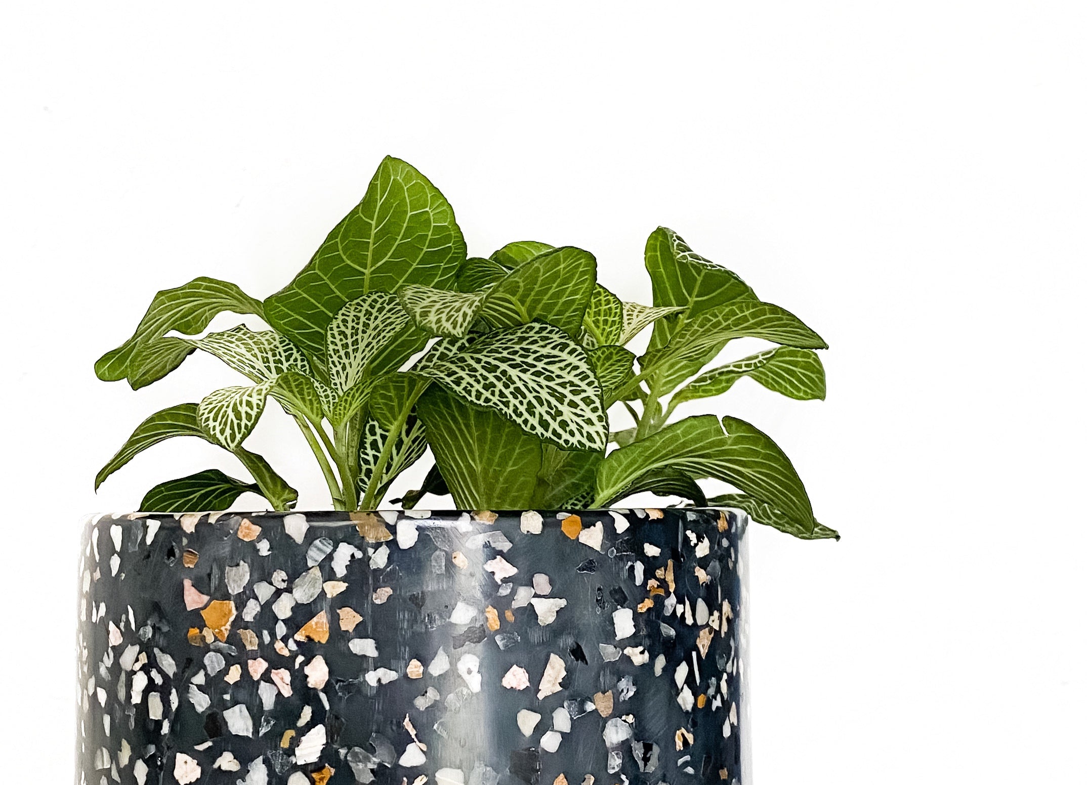 Nerve Fitonia · Planta Mosaico Interior