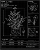 Ficus Elastica | MXPLANTAE