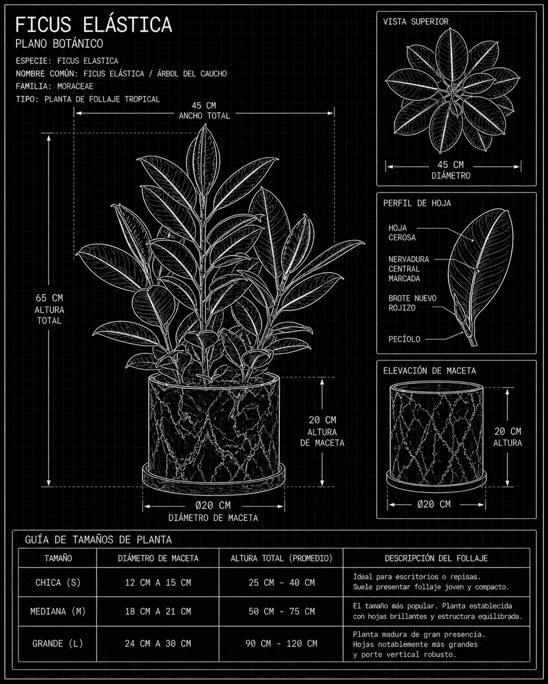 Ficus Elastica | MXPLANTAE