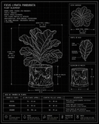 Ficus lyrata pandurata plant blueprint with technical details on a black background