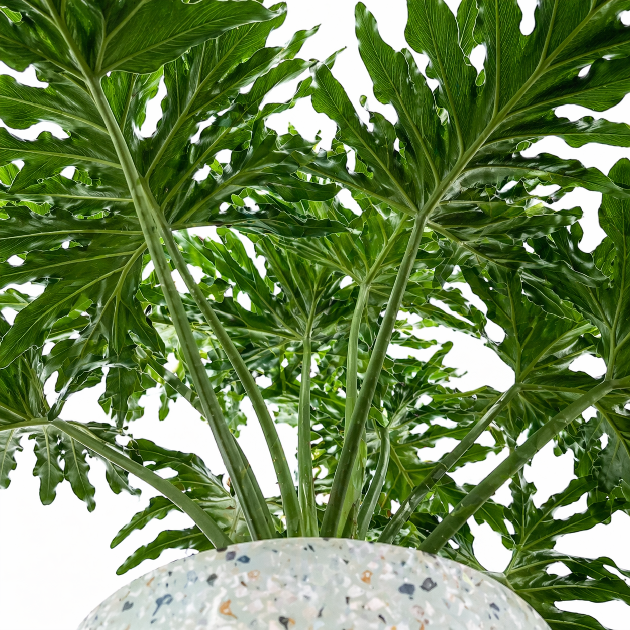 Garra de León Mediana Mxplantae