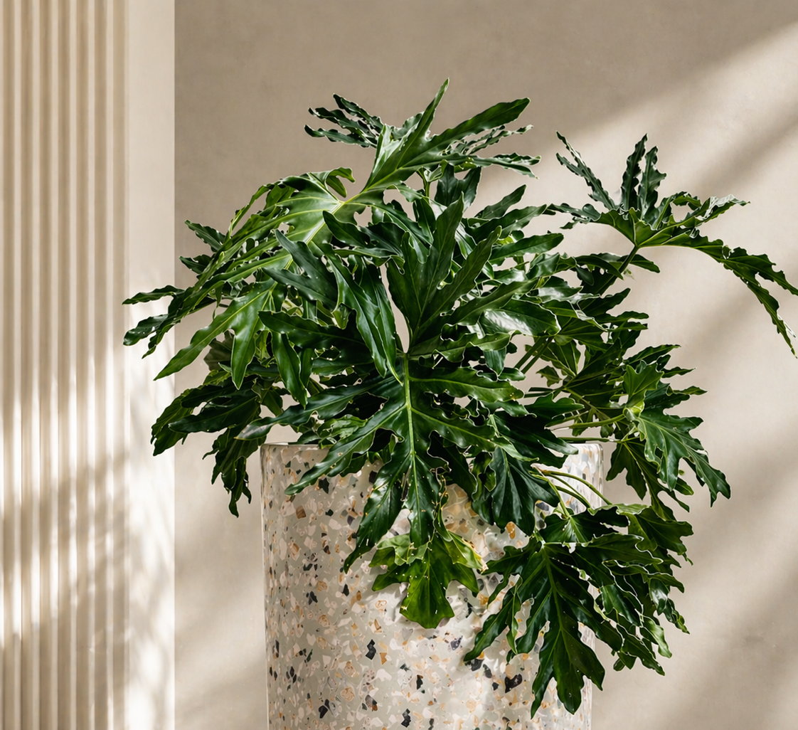 Garra de León Mediana Mxplantae