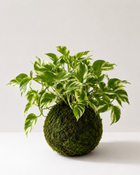 Kokedama