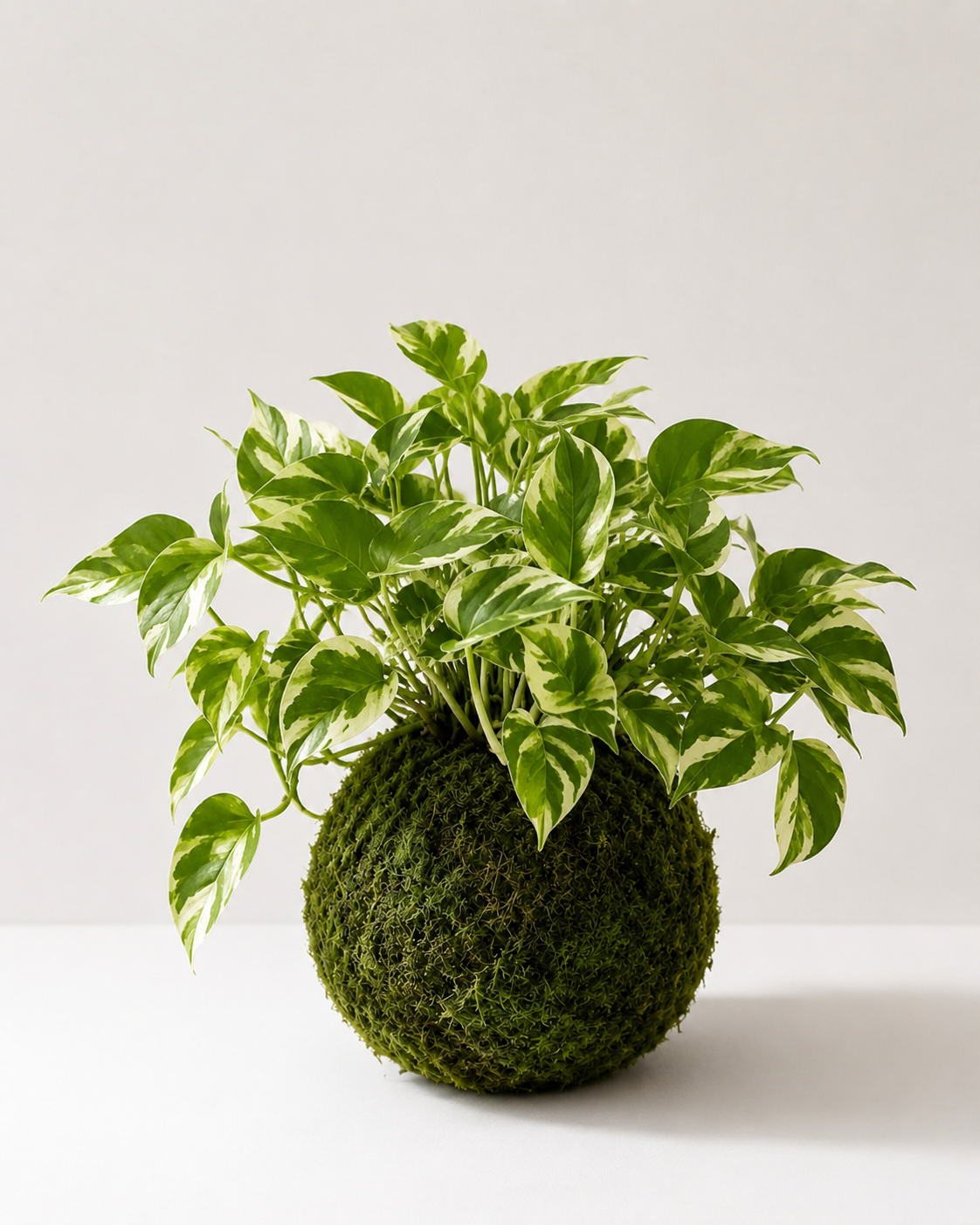 Kokedama