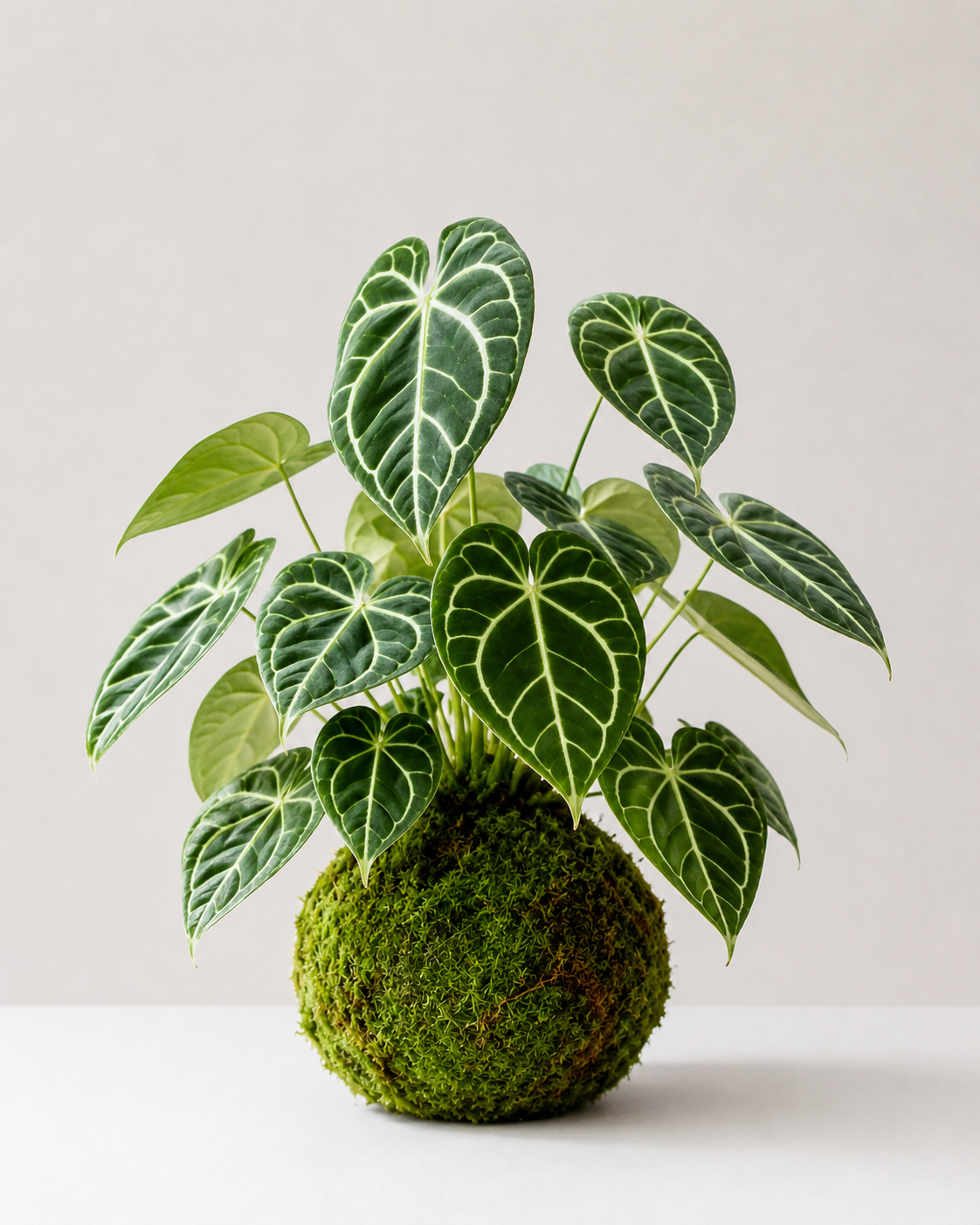 Kokedama