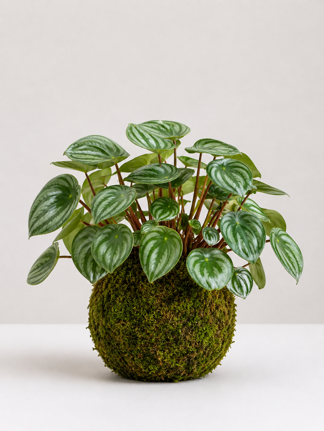 Kokedama