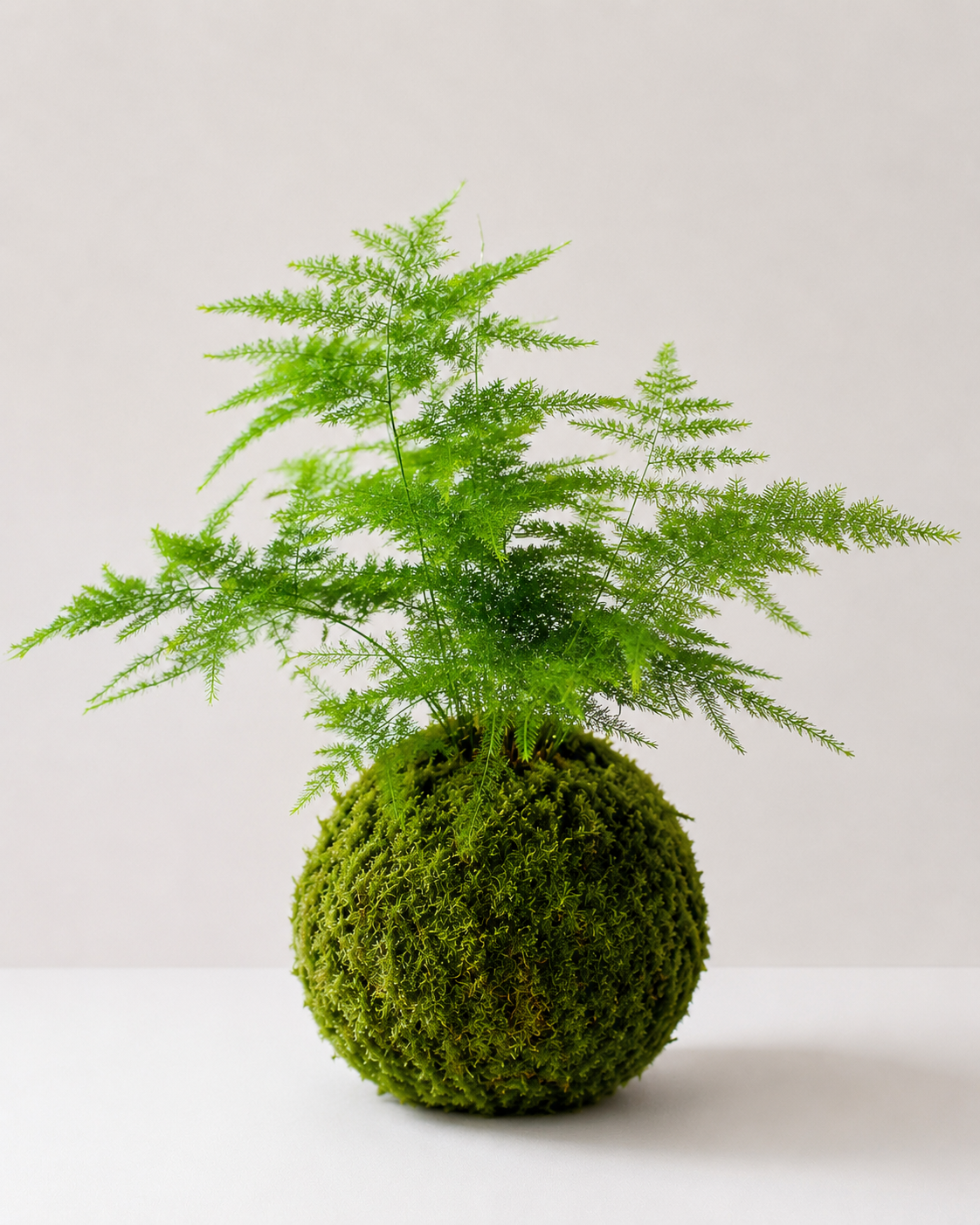 Kokedama