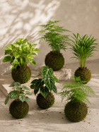 Kokedama