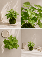 Kokedama