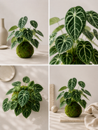 Kokedama