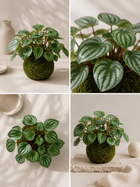 Kokedama