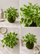 Kokedama