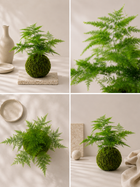 Kokedama