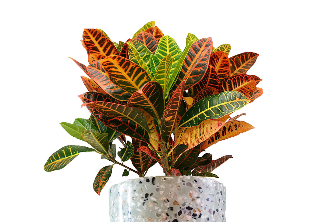 Croto (Codaieum variegatum)