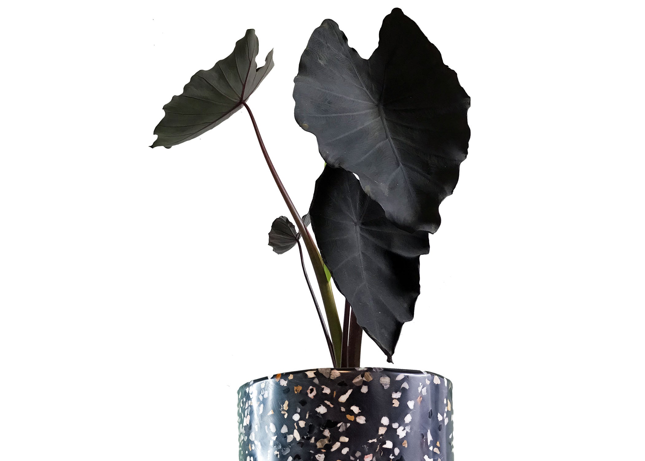 Black Magic — Planta Negra MXPLANTAE