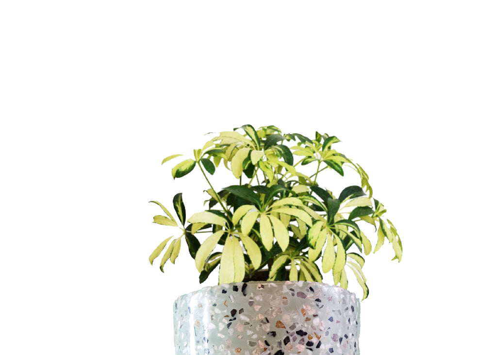 Planta Aralia | MXPLANTAE