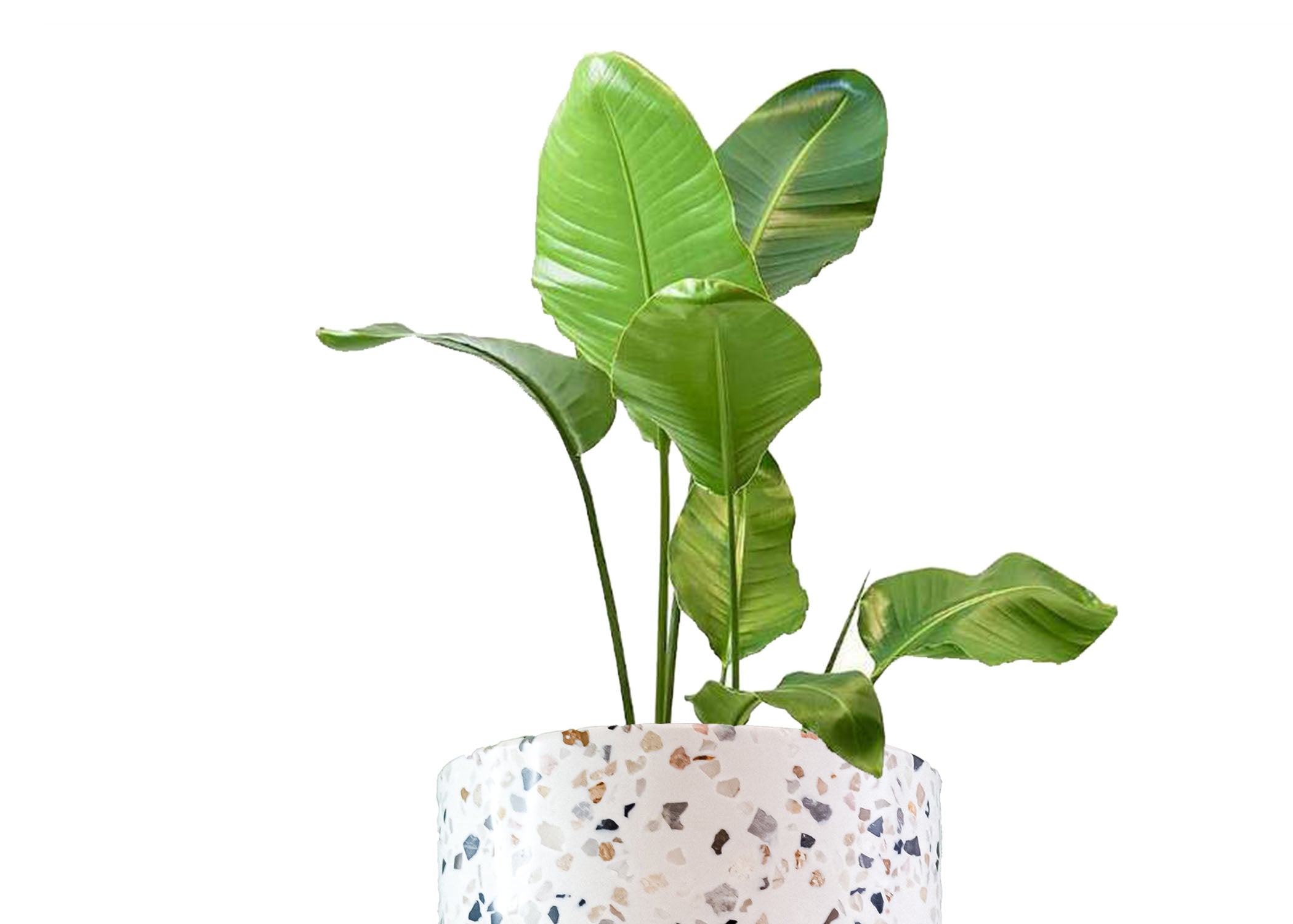 Ave del paraíso (Strelitzia reginae)