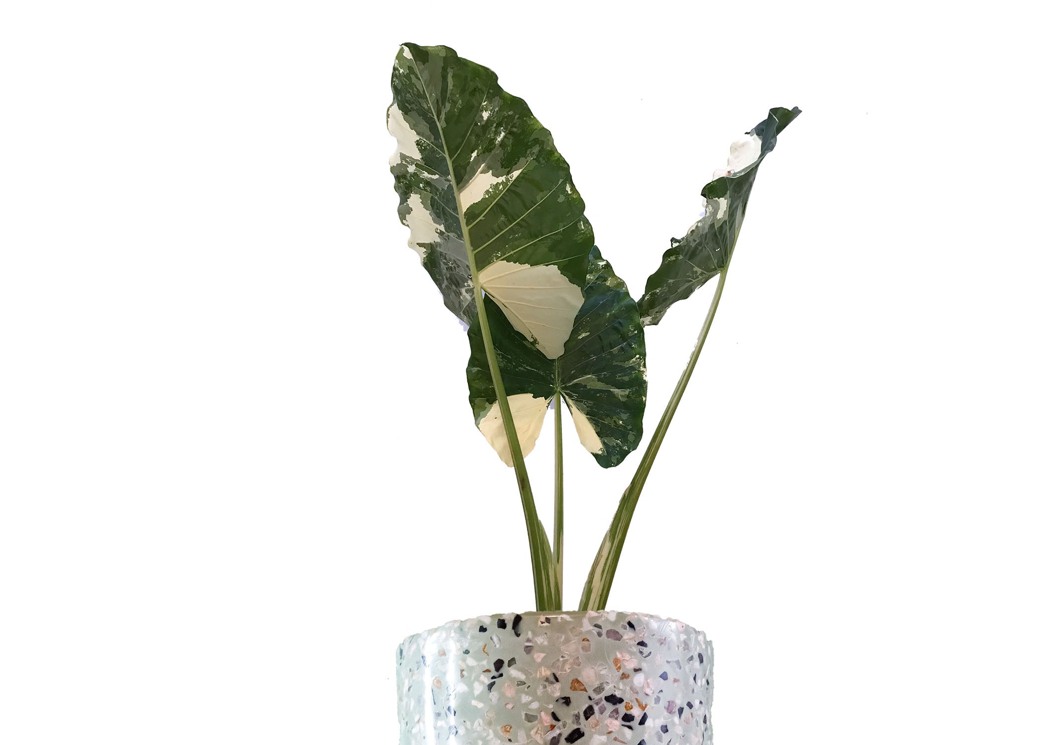 Hoja Elegante Variegada