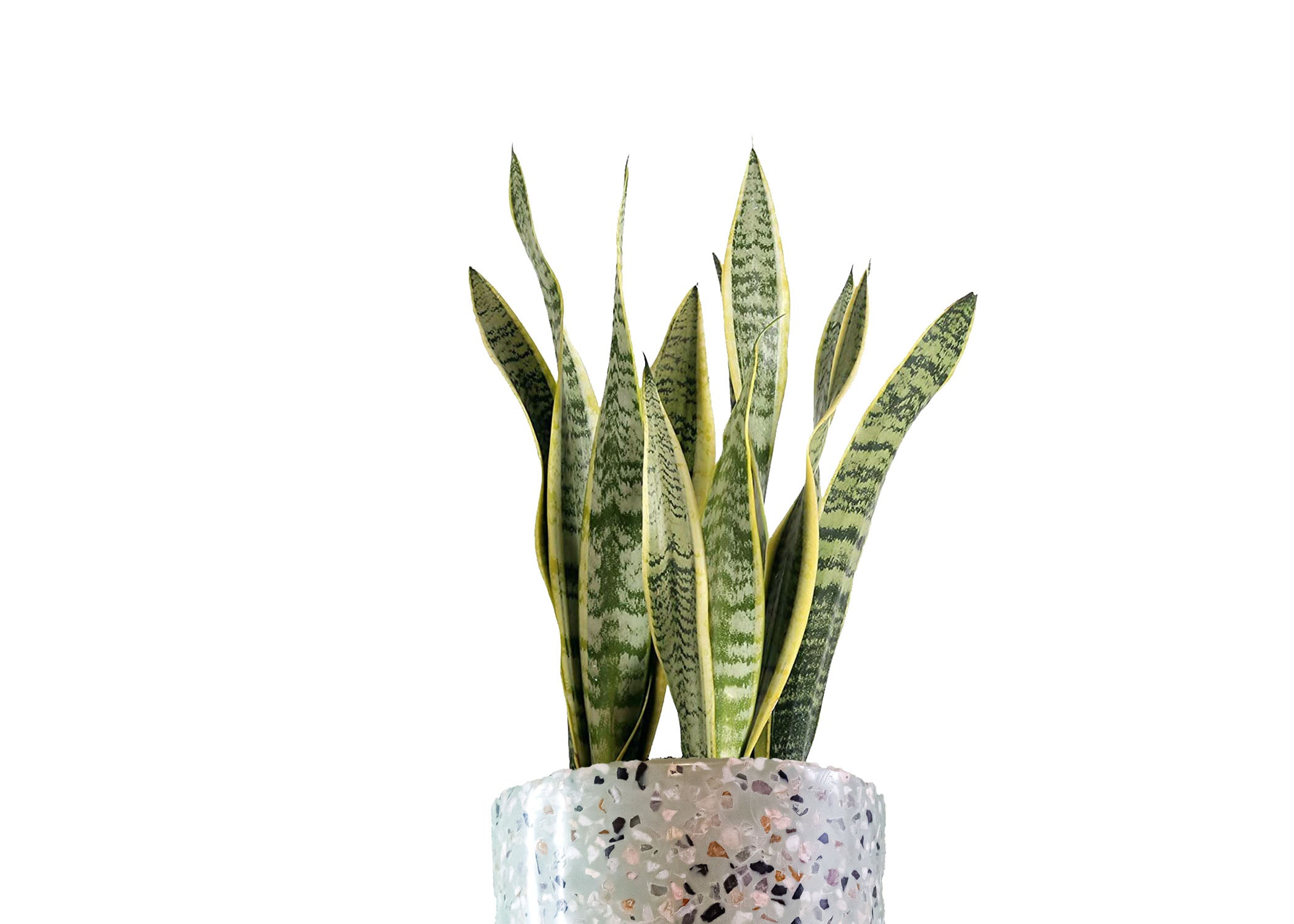 Lengua de Suegra (SANSEVIERIA)