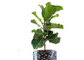 Ficus Lyrata