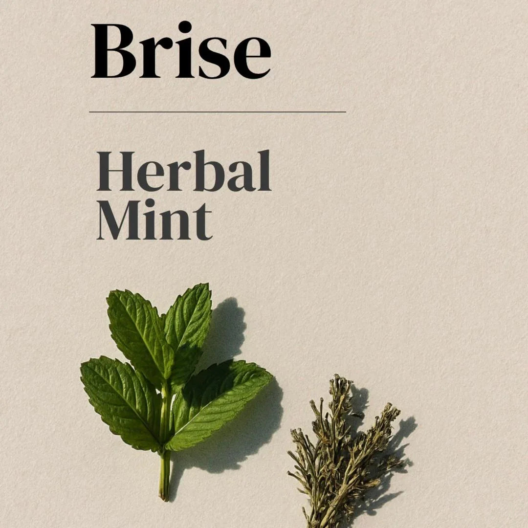 Brise Herbal Mint, planta natural fresca y seca para decoración contemporánea y interiorismo