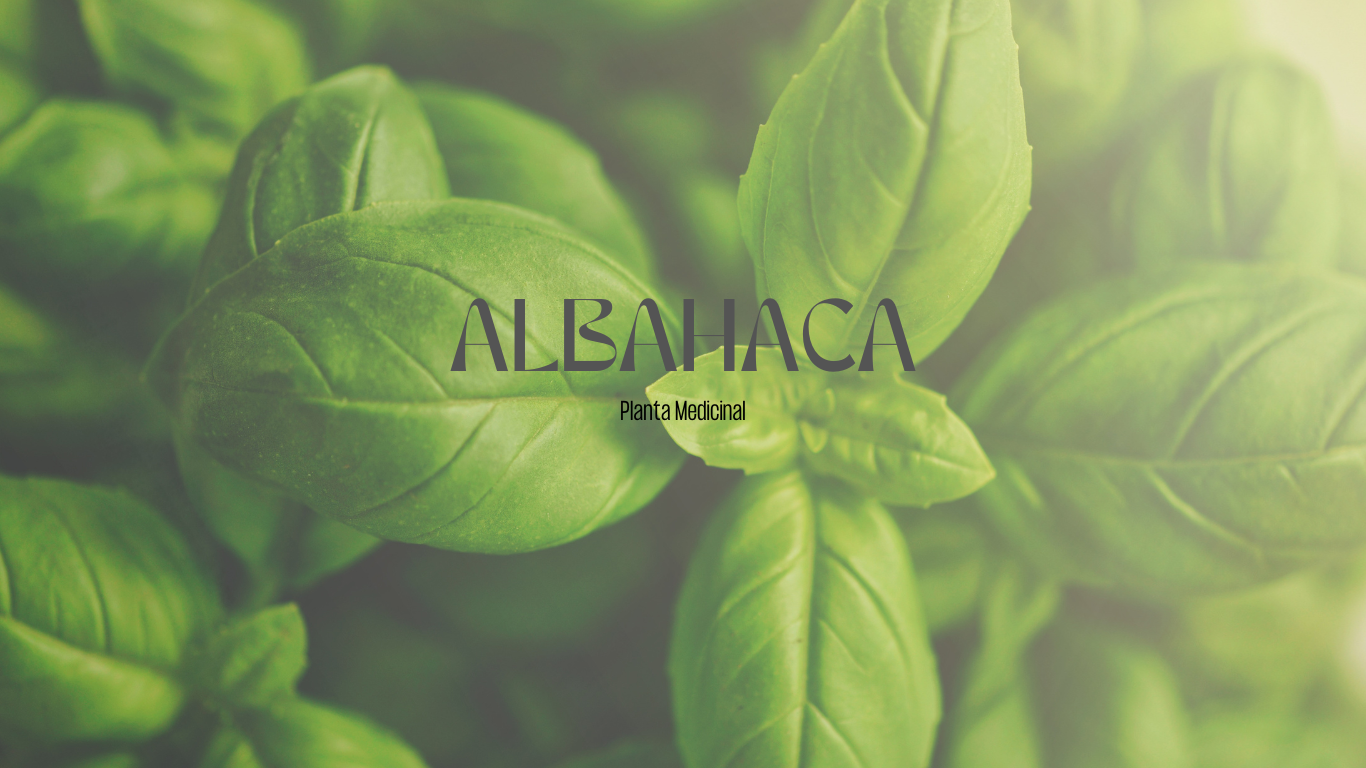 Albahaca Planta Medicinal | Mxplantae