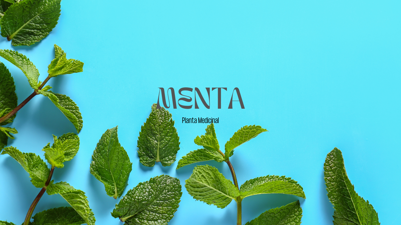 Beneficios de Menta Planta | Mxplantae 
